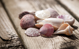 Nature Shell HD Wallpaper