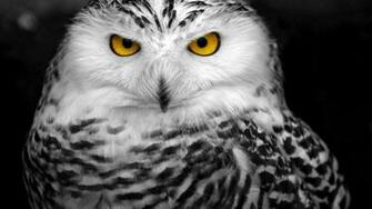 Snowy Owl HD Widescreen Wallpaper For Desktop iPhone Hot