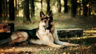 German Shepherd Puppies Wallpaper HD Cool