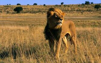 Best Desktop HD Wallpaper Lion