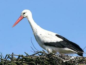 White Stork Computer Wallpaper Desktop Background