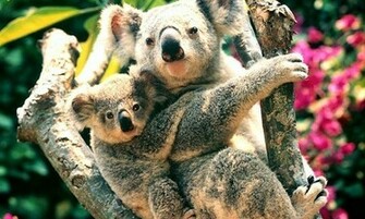Koala Wallpaper Animalgals