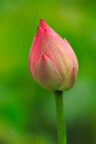 iPhone iPhone4 Beautiful Nature Background Picture High Quality