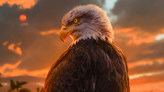 Eagle Wallpaper HD