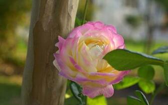 Pink And Yellow Roses Wallpaper