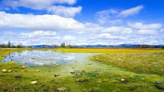 Swamp Wallpaper