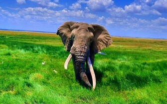 African Elephant Wallpaper
