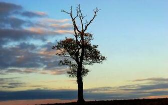 Winter Tree Silhouette Background Pixels