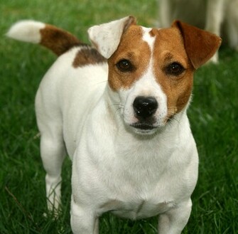 Lovely Jack Russell Terrier Dog Photo And Wallpaper Beautiful