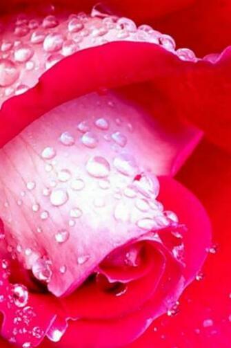 Wet Flower iPhone Wallpaper iPhones Ipod Touch Background