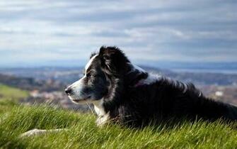 Australian Shepherd Dog Wallpaper Best Collection