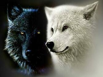 Black And White Wolf Yorkshire Wallpaper