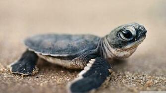 Bing Baby Turtle 4k HD Desktop Wallpaper For Ultra Tv