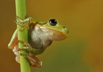 Cute Frog New Photos