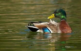 Mallard Duck Wallpaper Background