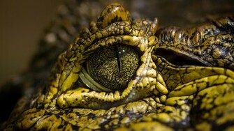 Nature Reptiles Eyes Crocodiles Reptile Wallpaper