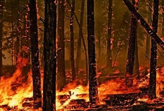 Forest Fire Wallpaper HD Window Top Rated