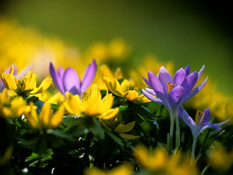 Beautiful HD Wallpaper Amazing Spring Bliss Desktop