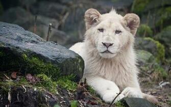 Lion Full HD 1080p Wallpaper Wallpaper99
