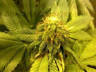 Marijuana Weed Imagewith Resolutions