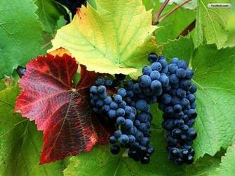 Youwall Grapes Wallpaper Photo