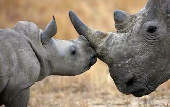 Rhino HD Wallpaper Background Image
