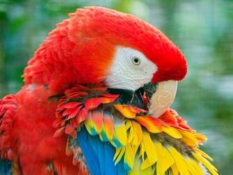 Animal Scarlet Macaw Wallpaper