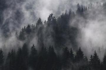 Dark Forest Pictures HD Image