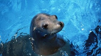Sea Lion Wallpaper
