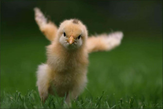 Baby Duck Background Wallpaper