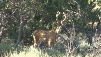 Monster Buck Wallpaper