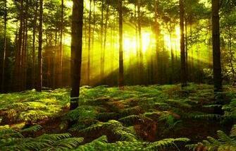 Sun Rays Hoh Rainforest Washington Fall Into The Olympic