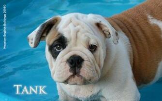 Wallpaper Bulldog Dog BirtHDay Cake For Laptop Windows