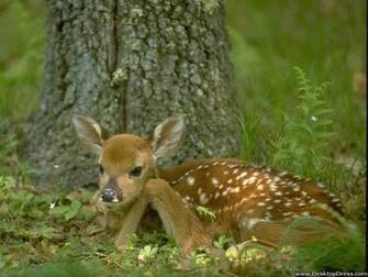 Desktop Wallpaper Animals Background White Tailed Deer Fawn