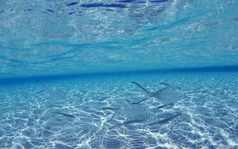 Blue Ocean Okinawa Japan Wallpaper Open Walls