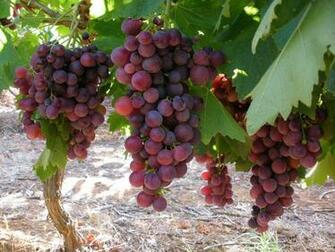 The Red Grapes Wallpaper Desktop