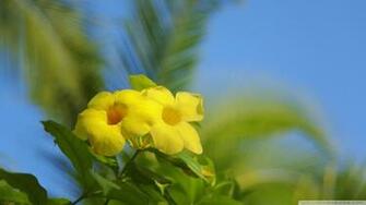 Hawaiian Flowers Wallpaper