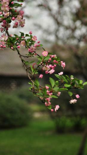 Nature Wallpaper For Mobile