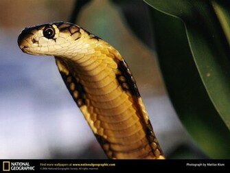 Cobra Snake Wallpaper HD In Animals Imageci