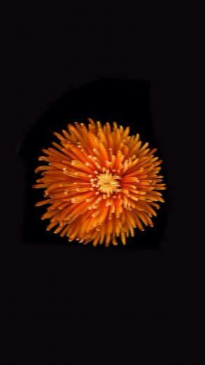 Flower Wallpaper For iPhone iPad Ipod Forums At