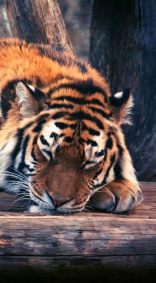 Wallpaper Tiger Cute Animals Funny Wild Cats