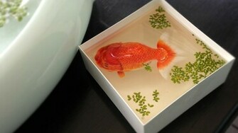 Gold Fish Wallpaper