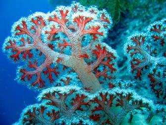 Beautiful Colorful Coral Reefs HD Wallpaper