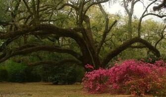 Wallpaper Avery Island Louisiana Landscape Desktop