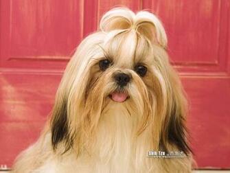 Shih Tzu Screensavers