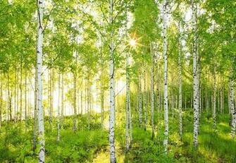 Nonwoven Wallpaper Summer Forest National Geographic