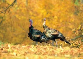 Turkey Searching For Food Among The Leaves Photo By Maslowski Nwtf