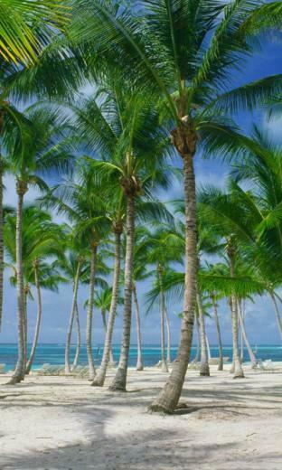 Fonds D Cran Punta Cana Tous Les Wallpaper