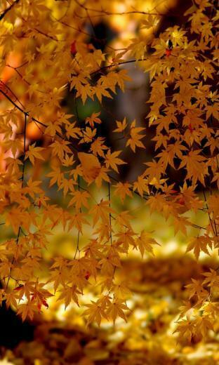 Elegant Windows Phone Autumn Wallpaper All About Natural Beauty