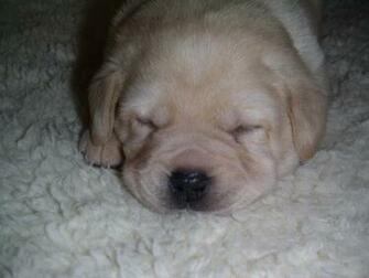 Chocolate Labrador Retriever Puppy